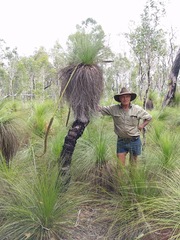 Xanthorrhoea johnsonii
