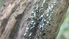 Physcia adscendens