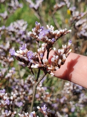 Limonium californicum