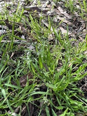 Poa annua
