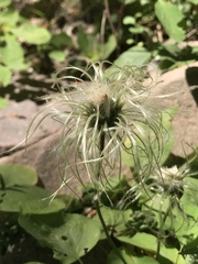 Clematis hirsutissima
