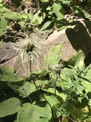 Clematis hirsutissima