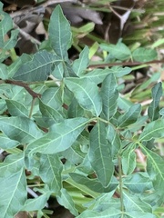 Pistacia atlantica