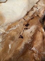 Formicinae
