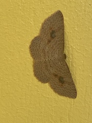 Epicyme rubropunctaria