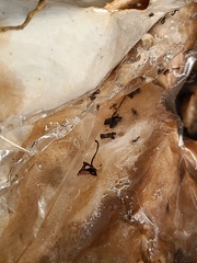 Formicinae