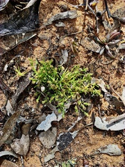 Millotia muelleri