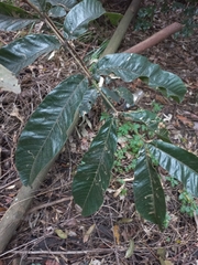 Diploglottis diphyllostegia