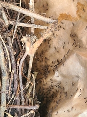 Formicinae