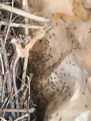 Formicinae