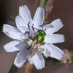 Agapostemon