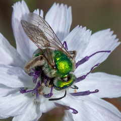 Agapostemon