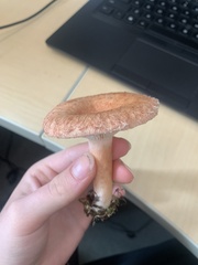 Lactarius torminosus
