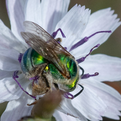 Agapostemon