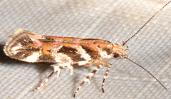 Aristotelia lespedezae
