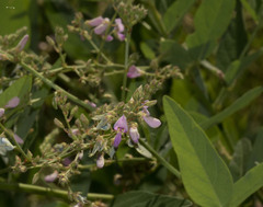 Desmodium canadense