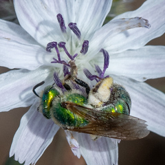 Agapostemon