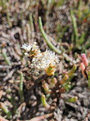Cuscuta pacifica