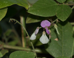 Desmodium canescens