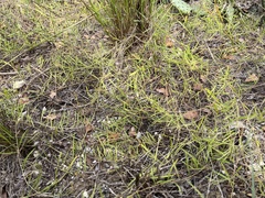 Stylisma pickeringii pattersonii