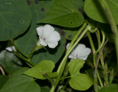 Ipomoea lacunosa