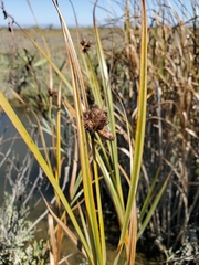 Bolboschoenus maritimus