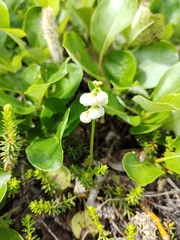 Pyrola