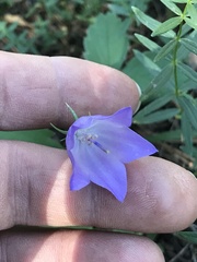 Campanula