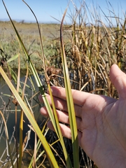Bolboschoenus maritimus