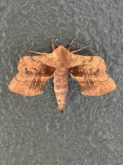 Amorpha juglandis