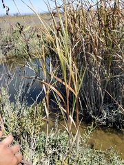 Bolboschoenus maritimus