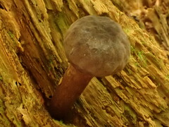 Boletellus chrysenteroides