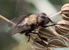 Coenosia tigrina