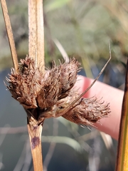 Bolboschoenus maritimus