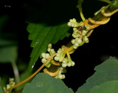 Cuscuta campestris