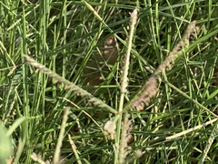 Cynodon dactylon