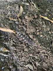 Dryobates nuttallii