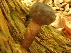 Boletellus chrysenteroides