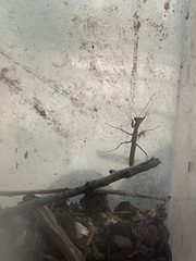 Litaneutria ocularis