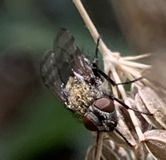 Coenosia tigrina