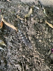 Dryobates nuttallii
