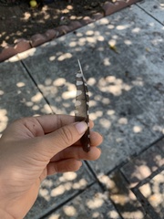 Dryobates nuttallii