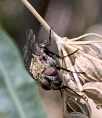 Coenosia tigrina