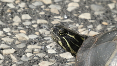 Chrysemys picta picta