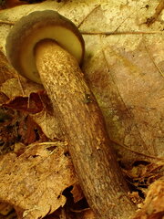 Boletellus chrysenteroides