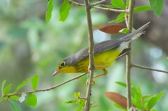 Cardellina canadensis