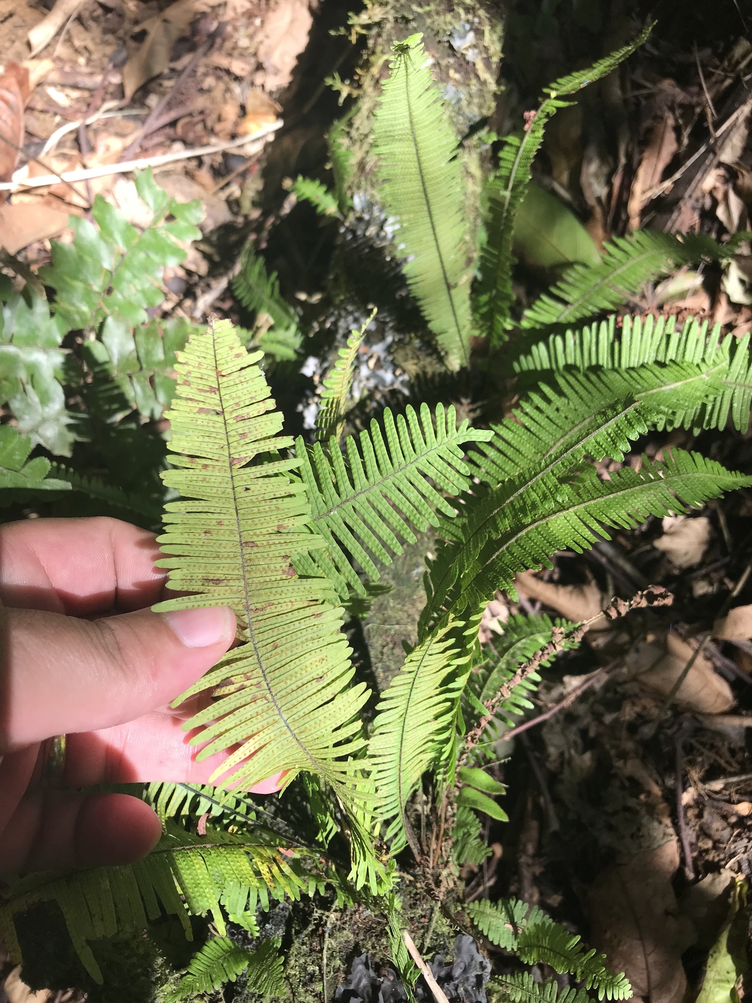 Pecluma plumula