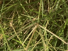 Cynodon dactylon