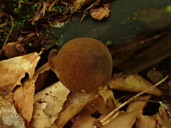 Boletellus chrysenteroides