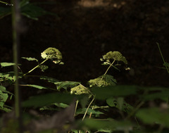 Hydrangea arborescens